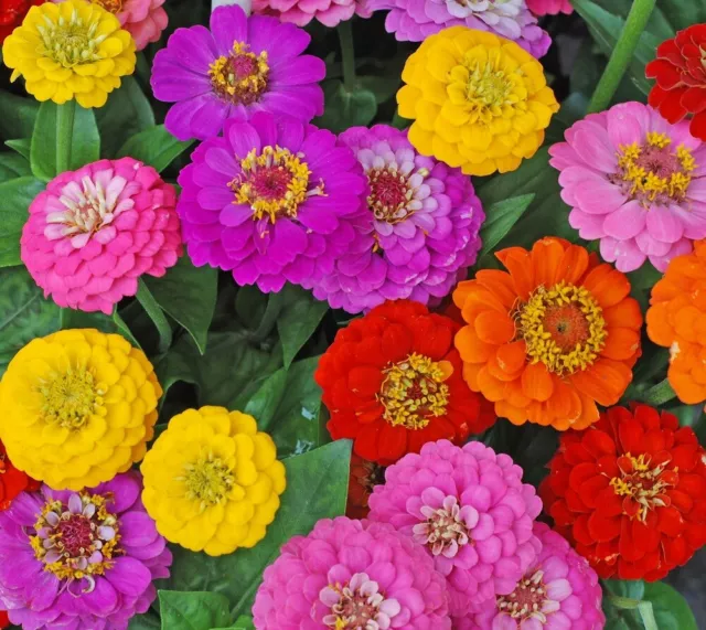 Zinnia Lilliput Flower Bulk Seed Mix | Non-GMO | Heirloom | Fresh Garden Seeds