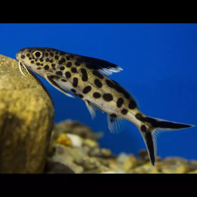 Dwarf Lake Synodontis | Synodontis Petricola | African Catfish