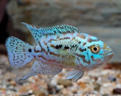 Electric Blue Jack Dempsey Cichlid (Rocio octofasciatum) - Live Freshwater Fish