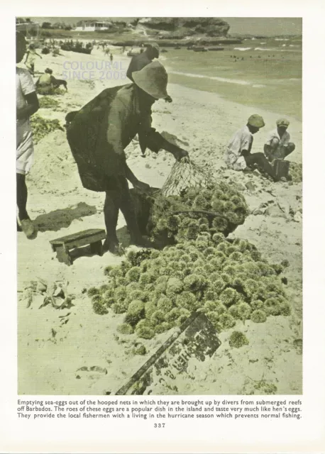 Barbados Beach Emptying Sea Eggs Fishing Net Roe 1951 Photo Illustration Print