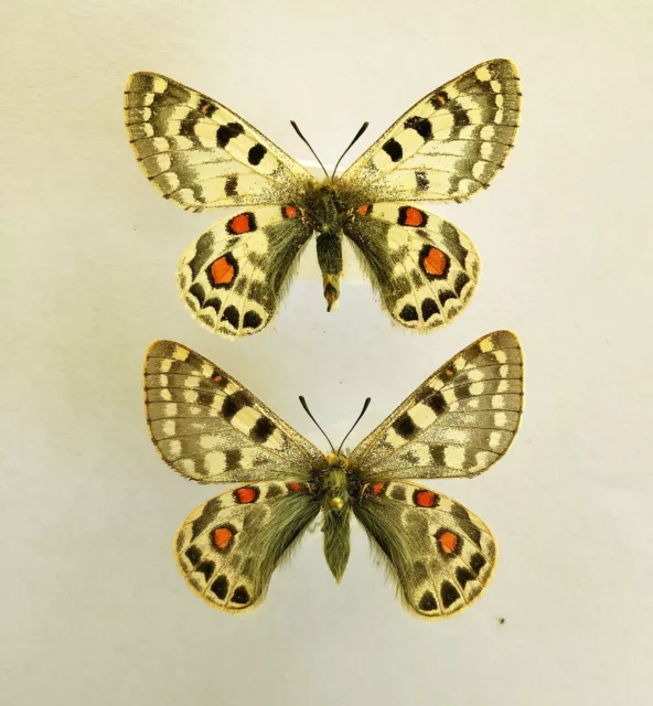 PARNASSIUS ACCO VAIROCANA*****pair Nr.1  ******Tibet, Tangula