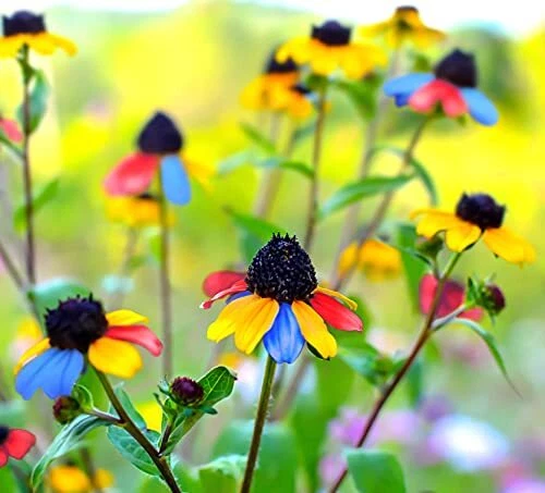 5G Multicolored Susan Seeds Butterflies Flower Garden