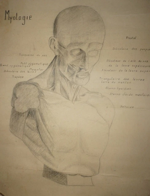 Anatomie Corps Humain