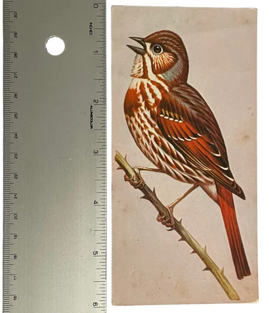 Vintage Bird Illustration Identification Fox Sparrow 1962 Gelles Widmer Teach Me