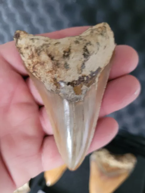 Megalodon shark tooth fossil