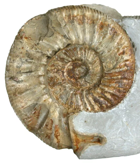 Malm Standstück mit Parataxioeras cf. polyplocum  Ammonit mit Apophyse   48-9