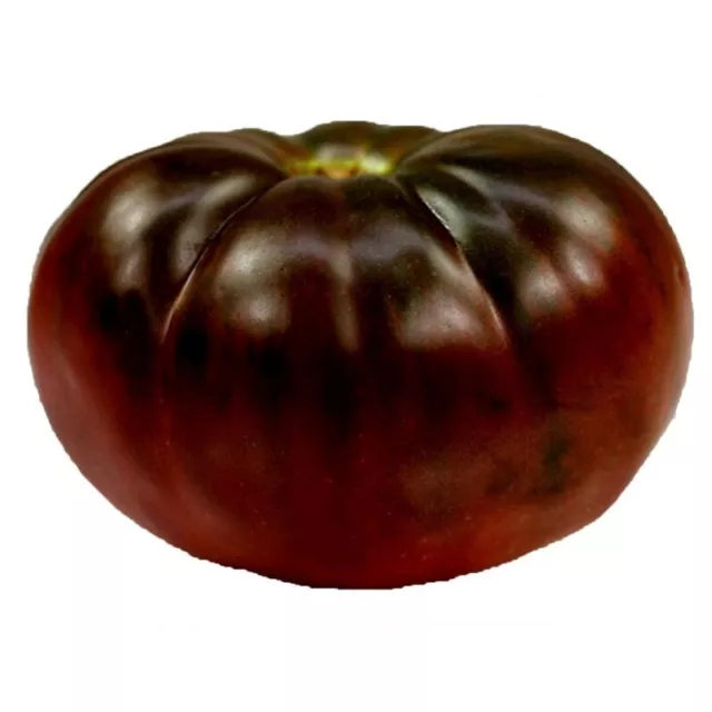 25 Graines de Tomate Brandywine Noire, Solanum lycopersicum