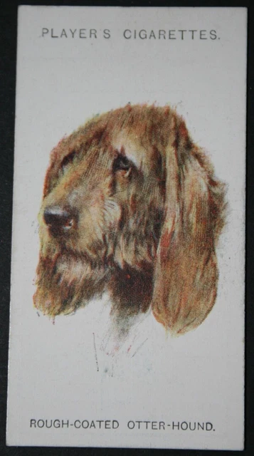 OTTERHOUND  Vintage 1920's Dog Head Portrait Card  MB07M