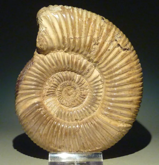 Ammonit  Madagaskar Perisphinctes 155 Millionen Jahre poliert  12,5 cm 514 g 3