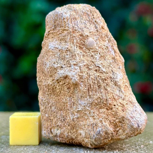 Jurassic Coral Fossil from Wiltshire, UK - Genuine Fossils for Sale