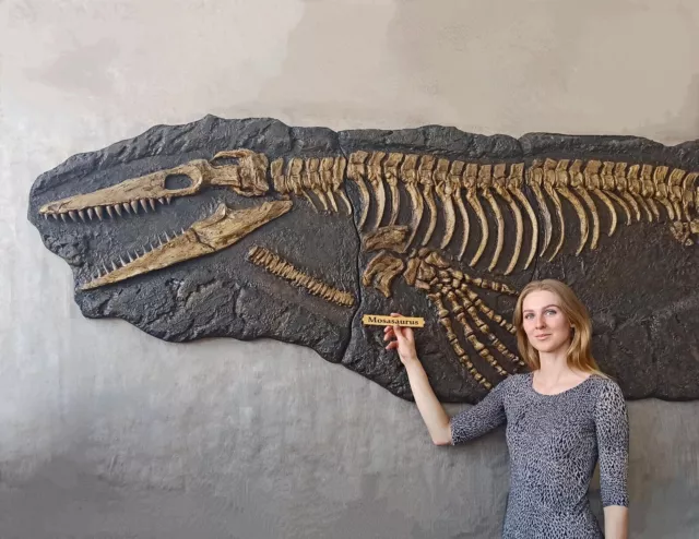 Mosasaurus Complete 15 FT Skeleton Fossil Replica - Magnificent Marine Reptile