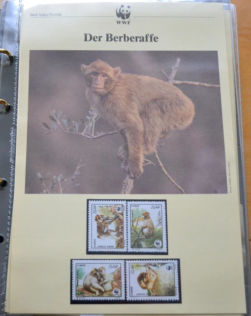 Affen. Lot , WWF, Spinnenaffe, Geoffroy Klammeraffe, Berberaffe ,