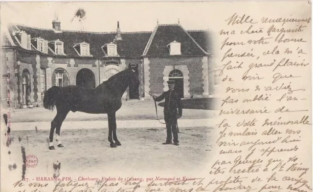 CPA 61 Argentan Gouffern en Auge LE PIN DU HARAS "Cherbourg" Etalon 1/2 Sang1906