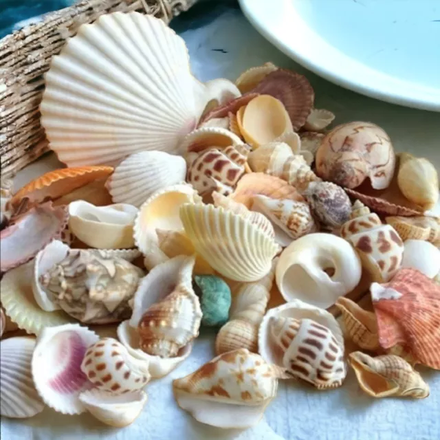 Craft Shells Sea Natural Beach Mixed small Large Indian Table Wedding Decoration