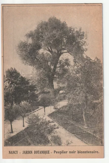 NANCY - Meurthe & Moselle - CPA 54 - Black Poplar in the Botanical Garden