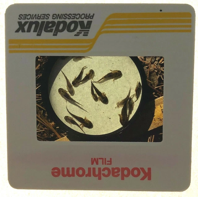 TIGER SALAMANDER LARVAE 35mm Slide 1993 Ambystome Tigrinum Amphibian
