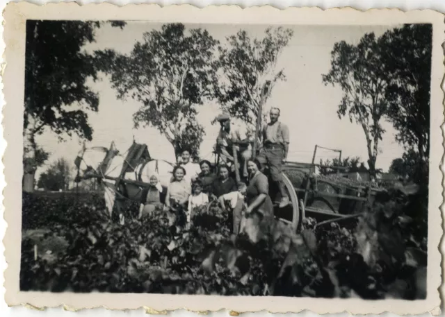 Photo Ancienne - Vintage Snapshot - Vendanges Travail Chemin D'agde - Harvest 2