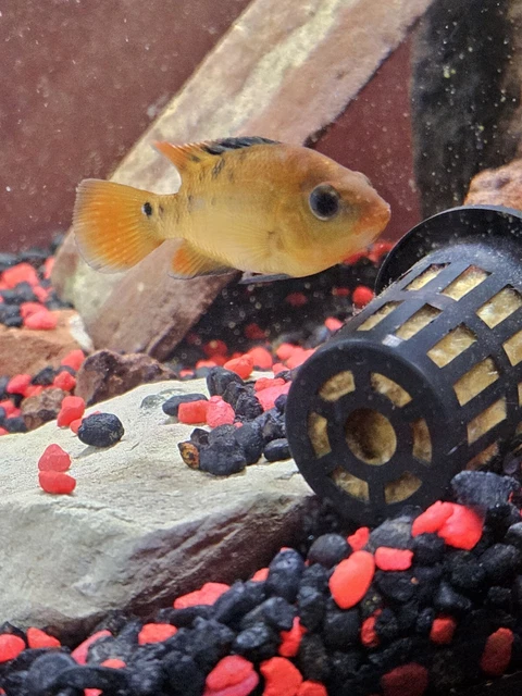 True Red Terror Cichlid Fish (Approximate 2-3 Inch) **Local Only Plymouth, MI**