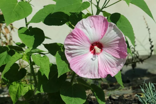 10 Luna PINK SWIRL Hardy HIBISCUS Flower Seeds