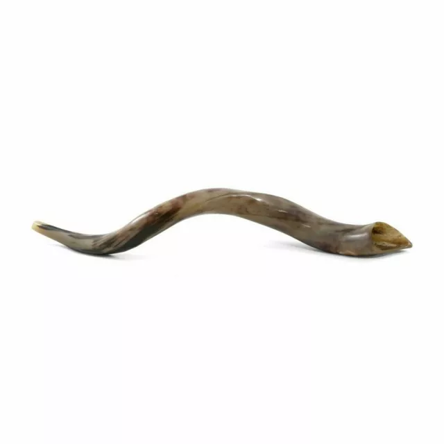 100% Natural 50-60 cm KOSHER SHOFAR HORN Yeninite Kudu Gift Israel Genuine Gift 2