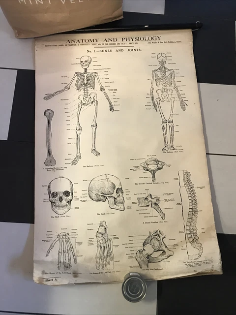 VINTAGE ANTIQUE ANATOMICAL Posters Medical First Aid X 6 Physiology £ ...