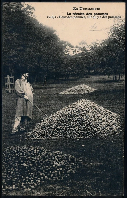 [CPA1024] France, en Normandie - La récolte des pommes - very fine old postcard