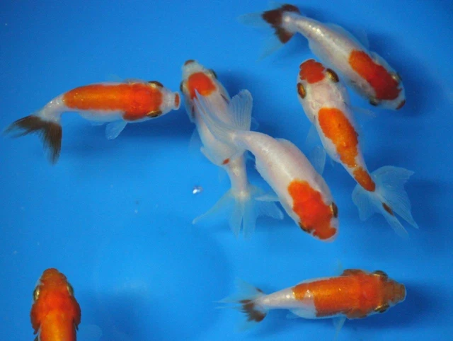 Live Red & White Ranchu Goldfish sm. for fish tank, koi pond or aquarium10