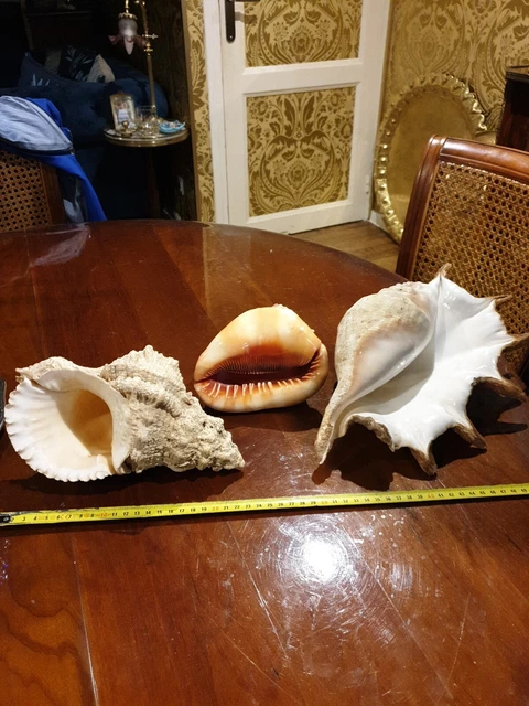 Lot De 3 Gros Coquillage Cabinet De Curiosité décoration marine