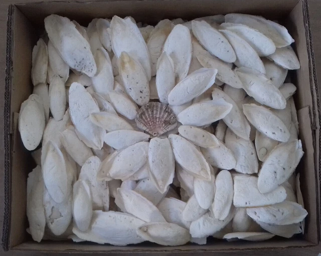 3,5 Kg. os de seiche 12-22 cm. phosphore calcium