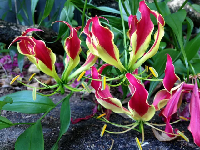 Glory Lily - Gloriosa superba ‘Rothschildiana’ 10 seeds