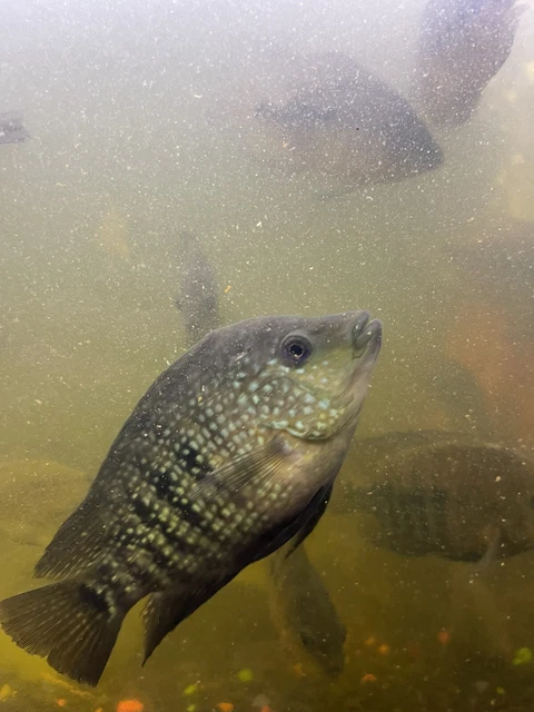 Texas Cichlid Freshwater Aquarium Fish 5”-7” (Male Or Female) 6