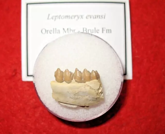 Oligocene Brule White River Leptomeryx evansi fossil deer mammal tooth #2