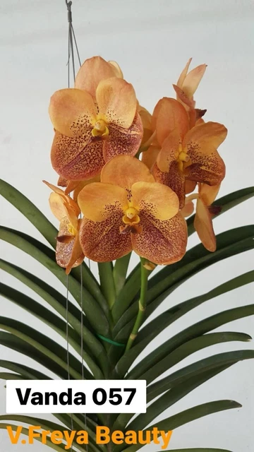 Vanda Starter Roots RARE GENUINE THAI Hybrid Vanda Orchid Bare Root Healthy Plant-Wilas Red ...