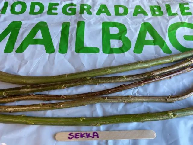 Salix udensis Sekka - Rare and unusual Japanese Fantail Willow - 5 cuttings