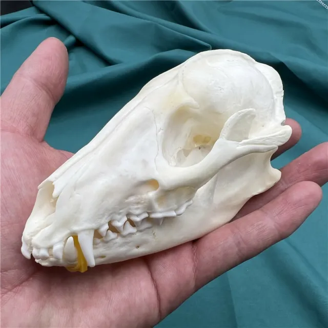 NEW 1 pcs Raccoon Skull taxidermy real bone skeleton Christmas decoration gift