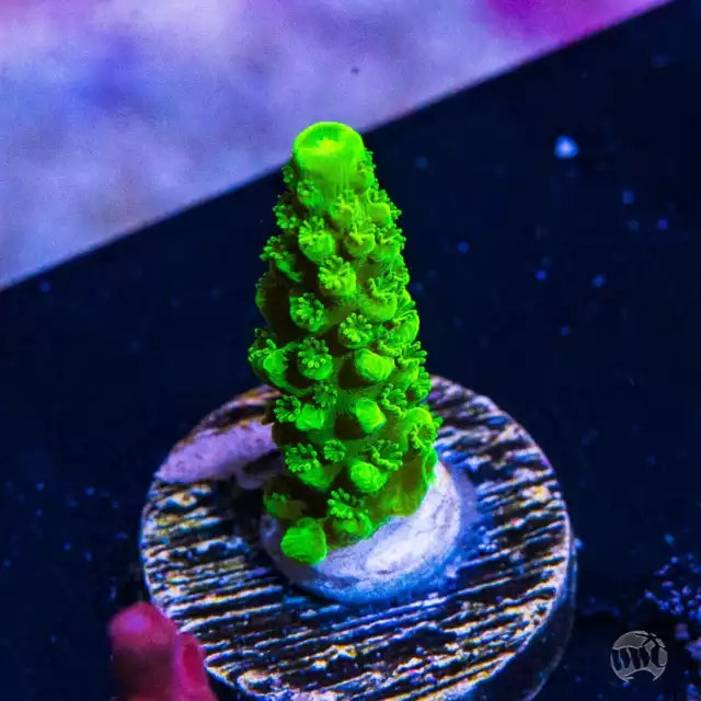 GREEN SLIMER ACROPORA WYSIWYG Live Coral - 48 $4.99 - PicClick