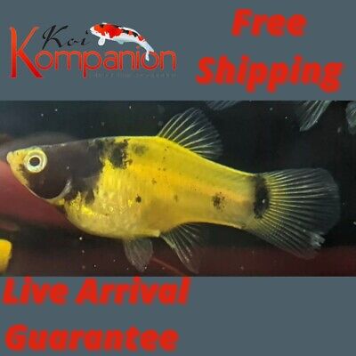 5/10/20X Premium Bumblebee Platy Freshwater Fish Koi Kompanion Free Shipping