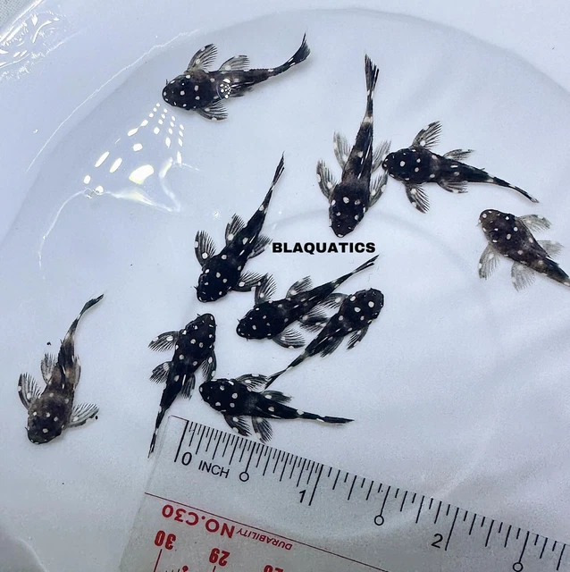 5 - L240 Vampire Pleco (Leporacanthicus cf. galaxias)