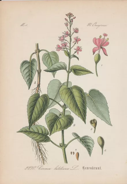 Große Hexenkraut (Circaea lutetiana) Chromo-Lithographie von 1885