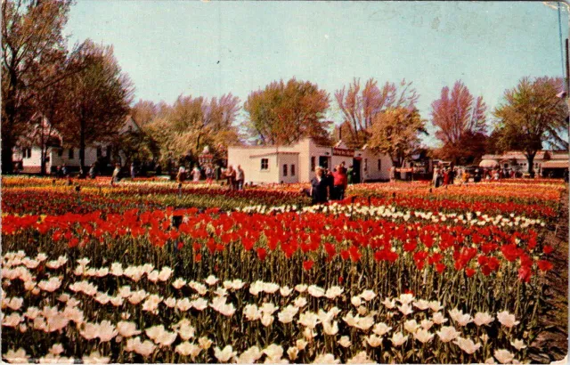 FLOWERS, Van Bragt Brothers TULIP Display Field, HOLLAND, Michigan Postcard