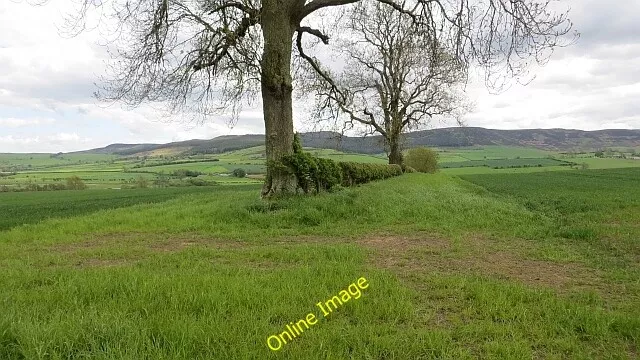 Photo 6x4 Hedge, Coquetdale Thropton Often, where grazing land has turned c2013