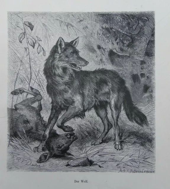 WOLF  Canis lupus  Raubtier  Holzstich von 1882   Deiker