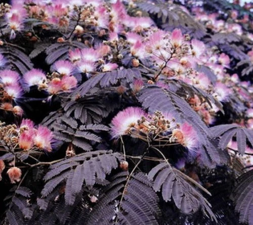 Summer Chocolate Mimosa Tree 5 Seeds Silk Tree Albizia julibrissin