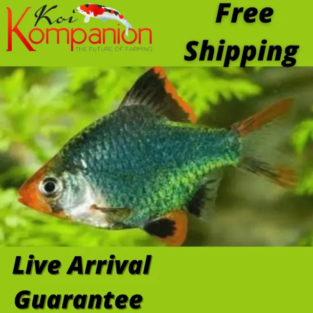 5/10/20X Assorted Green Barbs Freshwater Fish Koi Kompanion