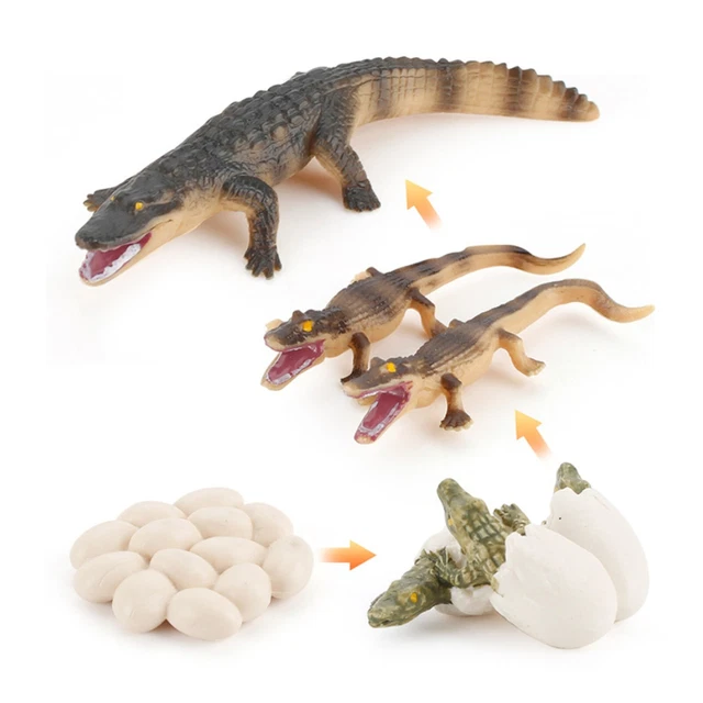 MODELS OF CROCODILE Life Cycle - MONTESSORI BIOLOGY / ZOOLOGY MATERIALS ...