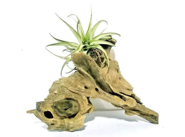 100% Organic Air Plant Holder Timber Bark Home Deco aquarium fish tank Bogwood