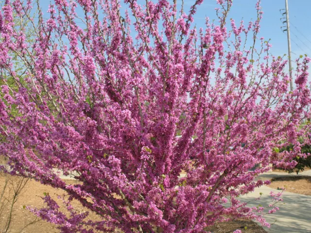20 CHINESE REDBUD SEEDS - Cercis chinensis