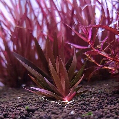 Xyris Sp Red - Submerged Grown Live Aquarium Plant