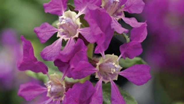 60 CUPHEA SRIRACHA VIOLET Live Plants Plugs Garden Home DIY Planters