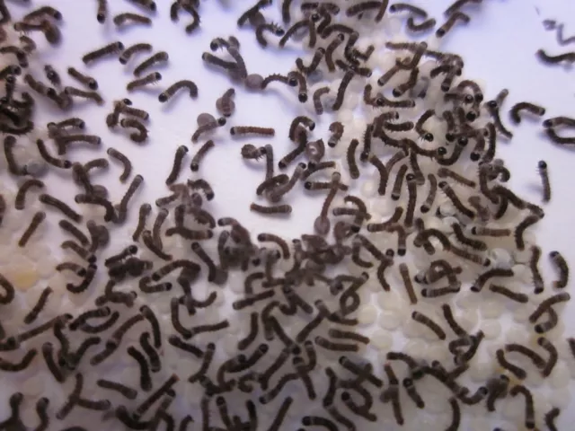 Huevos de gusanos de seda para niños - Silkworm eggs. Huevos gusano de seda